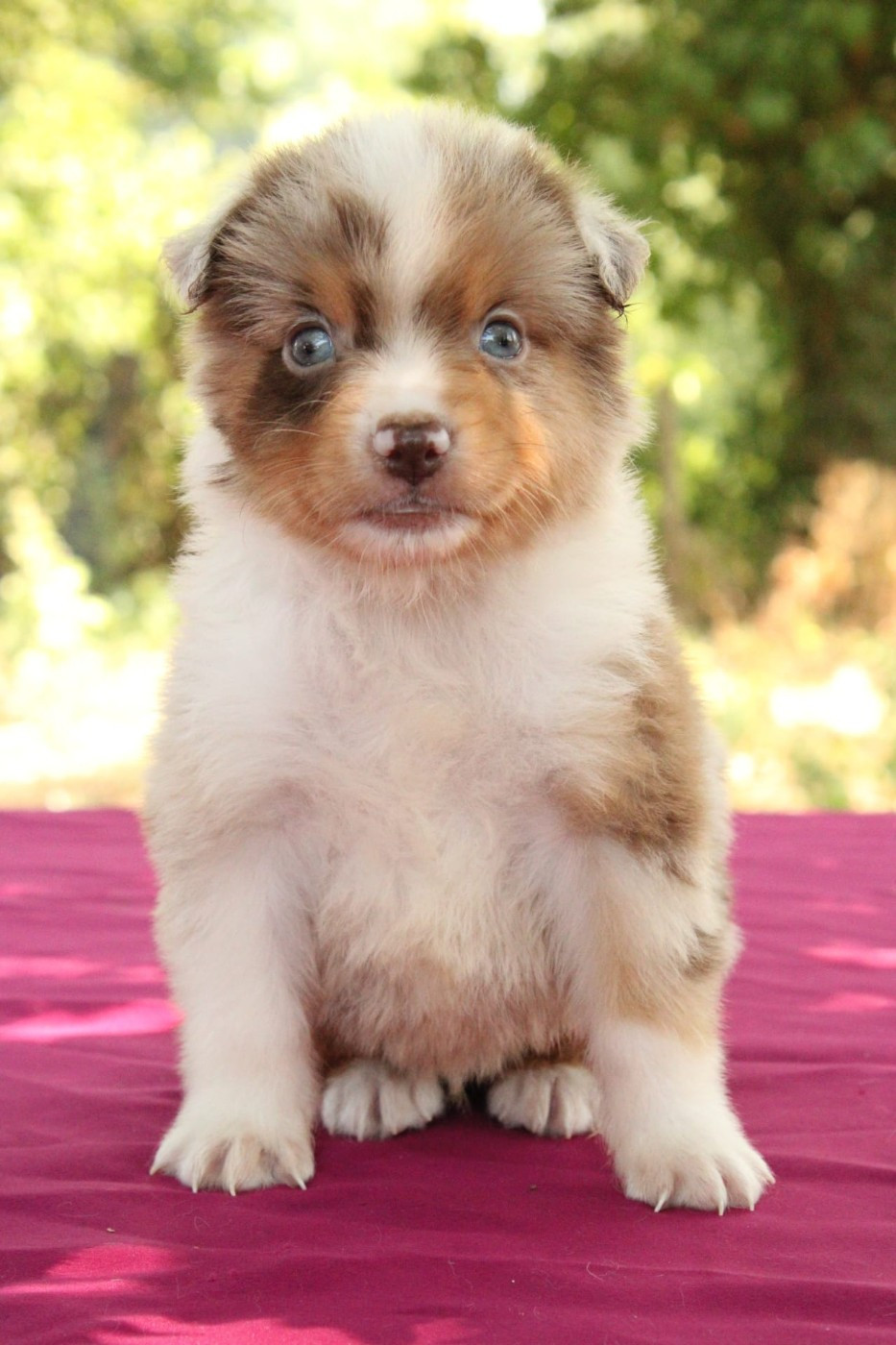 Du Domaine Du Clos Australien - Chiots disponibles - Berger Américain Miniature 