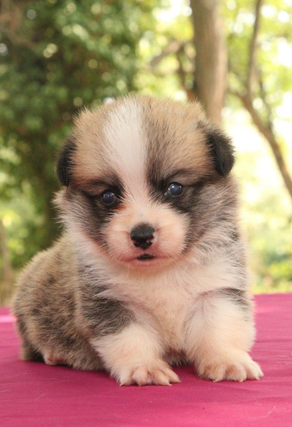 Du Domaine Du Clos Australien - Chiots disponibles - Welsh Corgi Pembroke