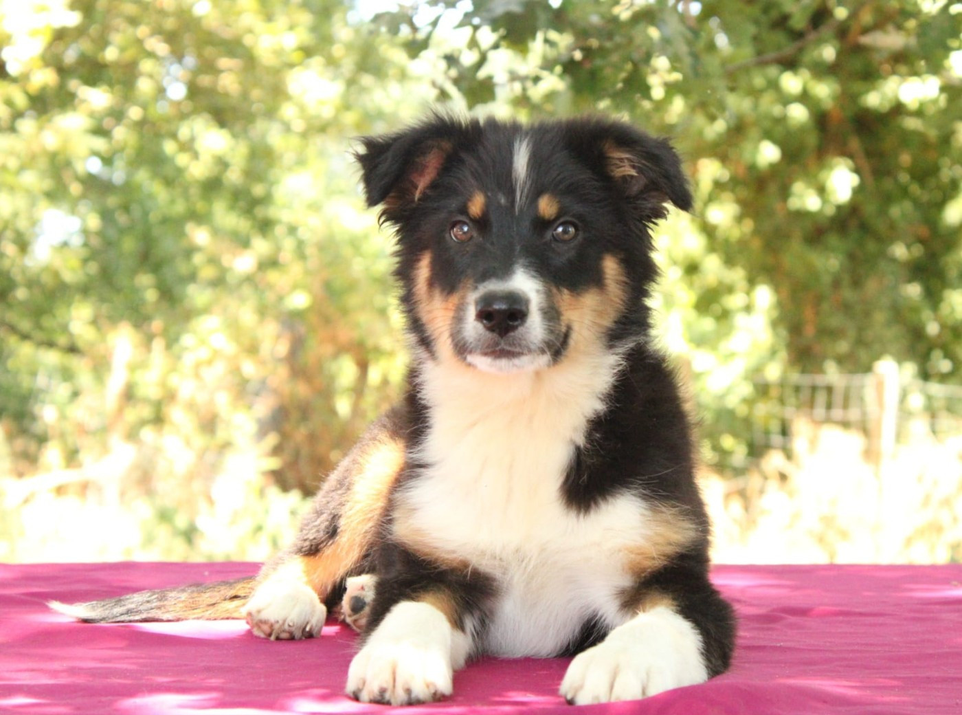 Du Domaine Du Clos Australien - Chiots disponibles - Berger Australien