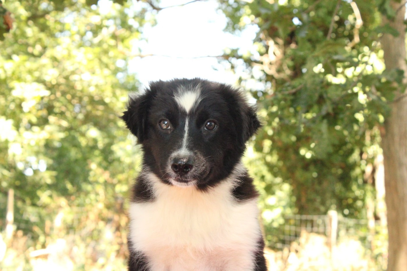 Du Domaine Du Clos Australien - Chiots disponibles - Berger Australien
