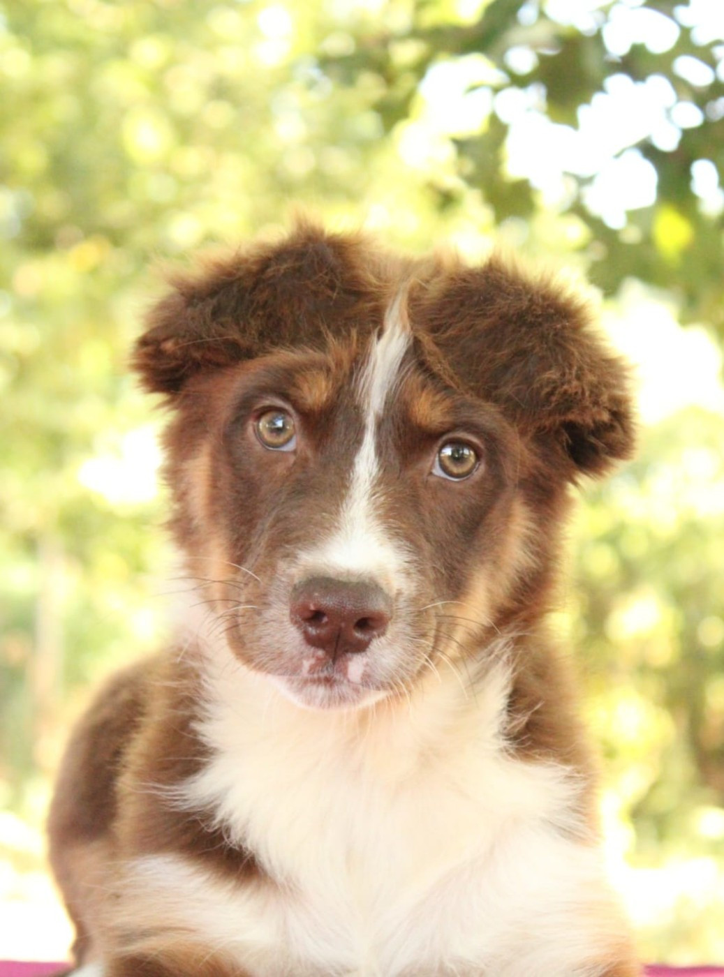 Du Domaine Du Clos Australien - Chiots disponibles - Berger Australien