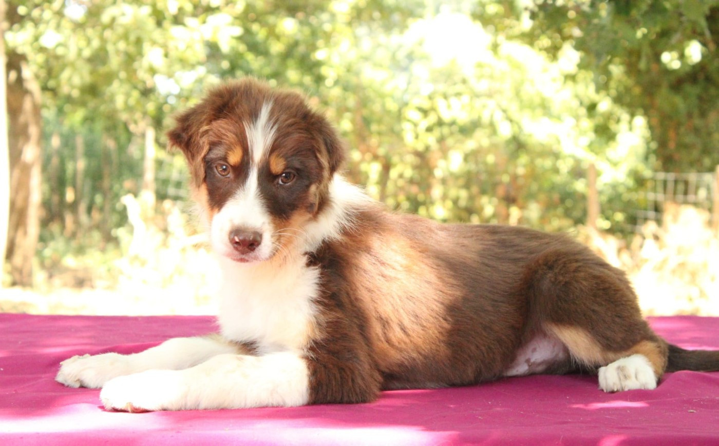 Du Domaine Du Clos Australien - Chiots disponibles - Berger Australien