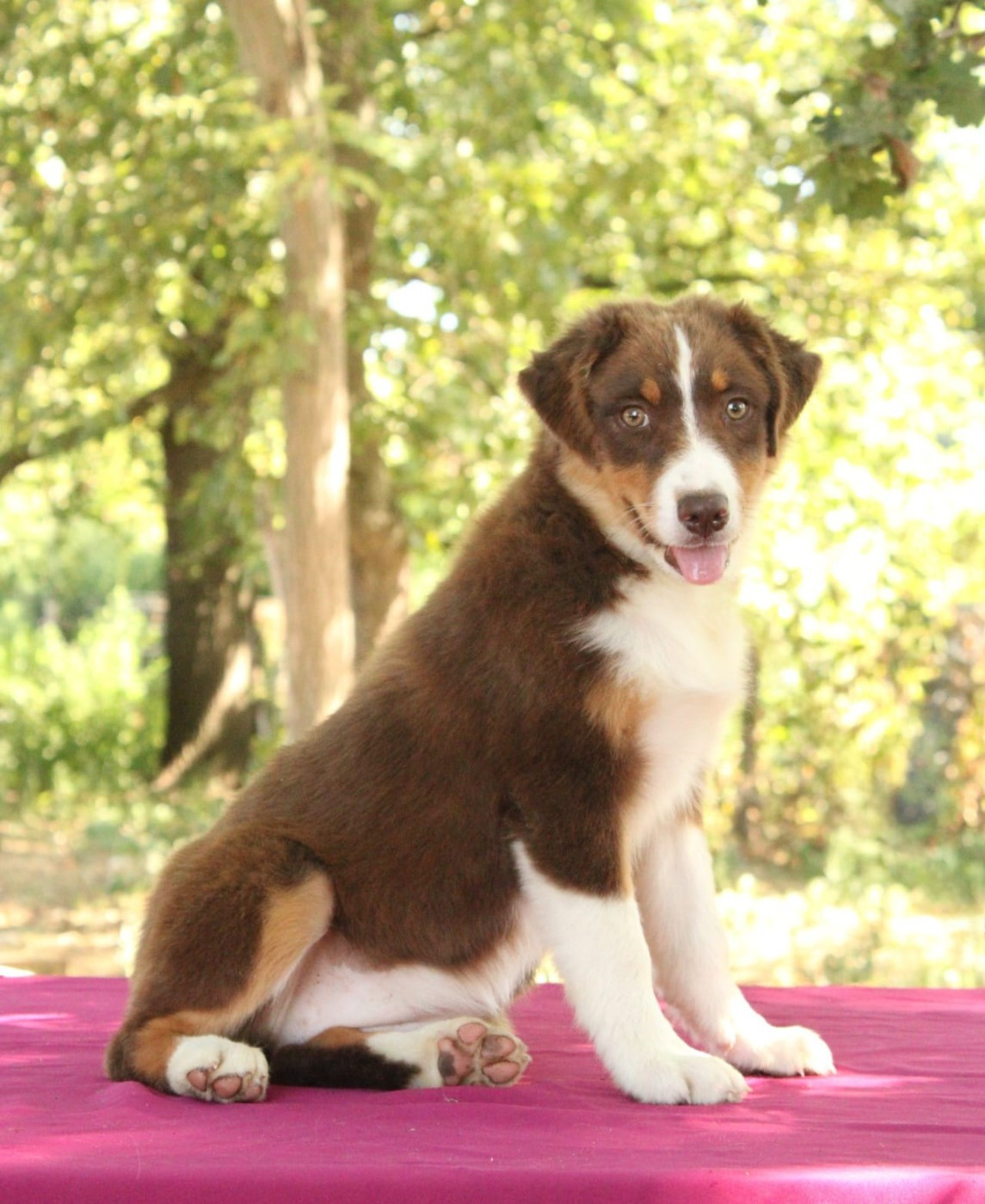 Du Domaine Du Clos Australien - Chiots disponibles - Berger Australien