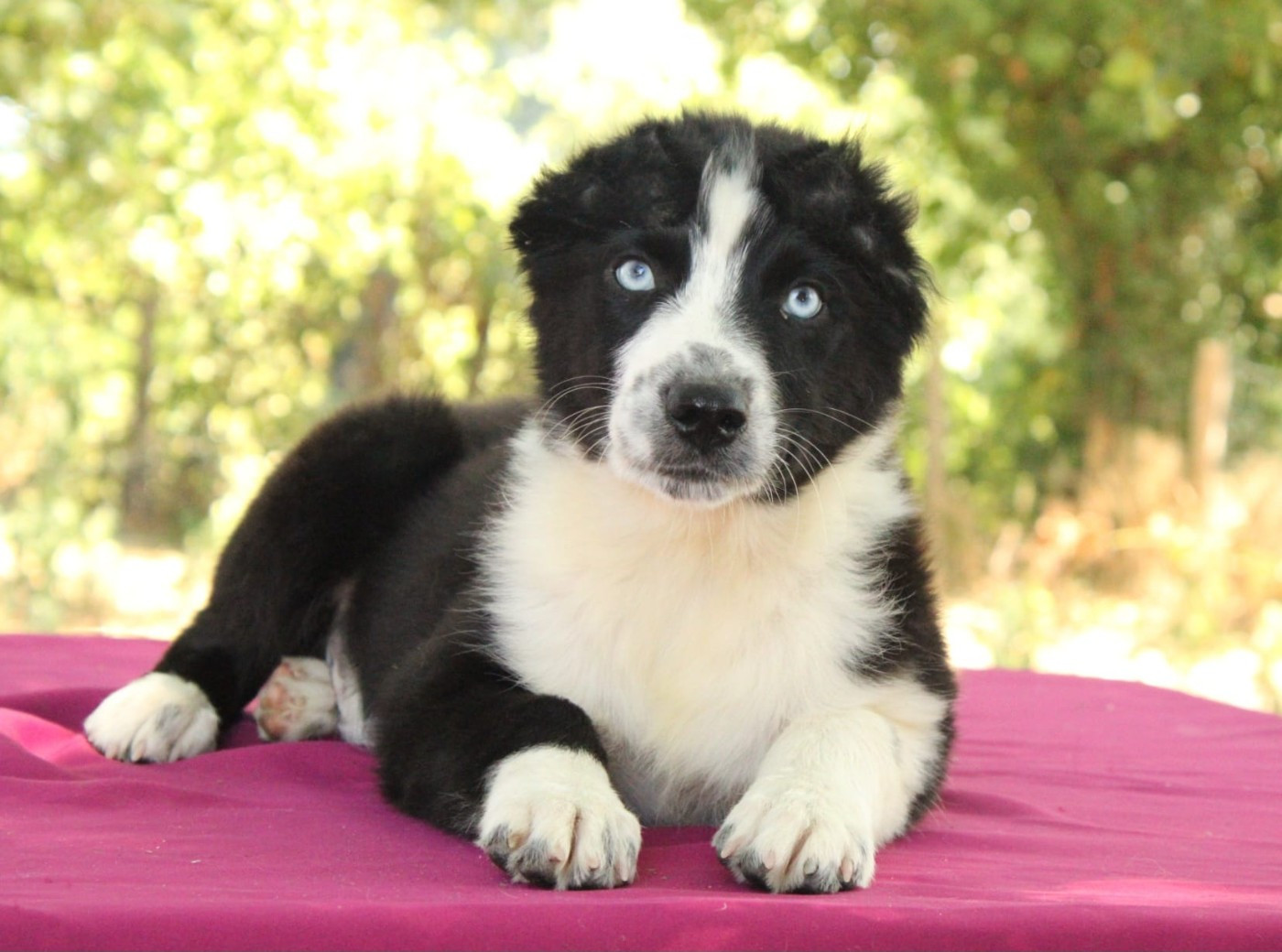 Du Domaine Du Clos Australien - Chiots disponibles - Berger Australien
