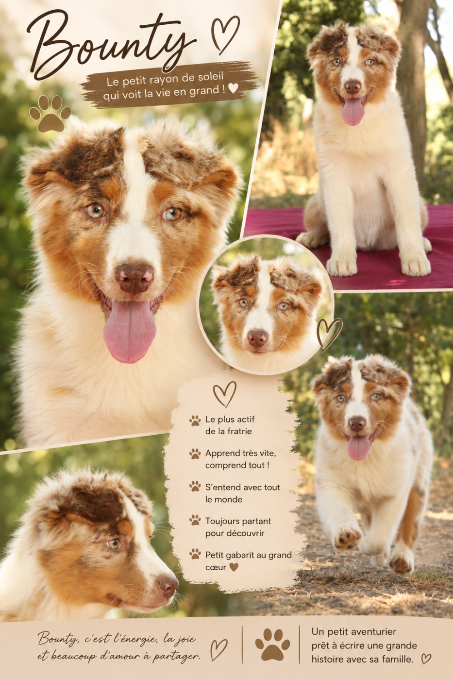 Du Domaine Du Clos Australien - Chiots disponibles - Berger Australien