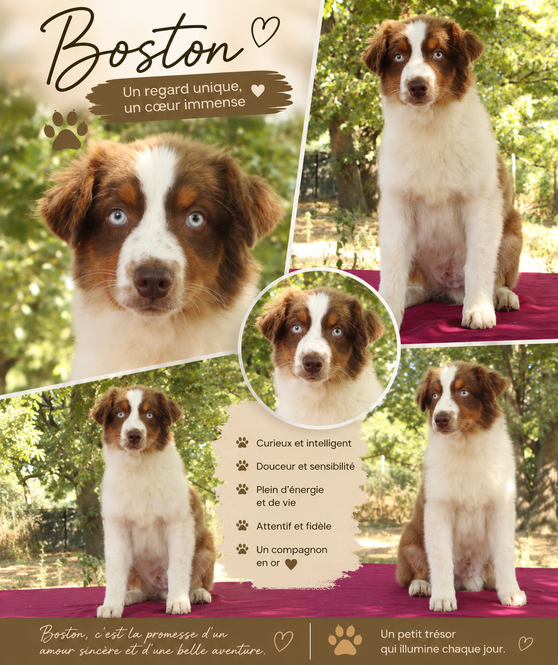 Du Domaine Du Clos Australien - Chiots disponibles - Berger Australien
