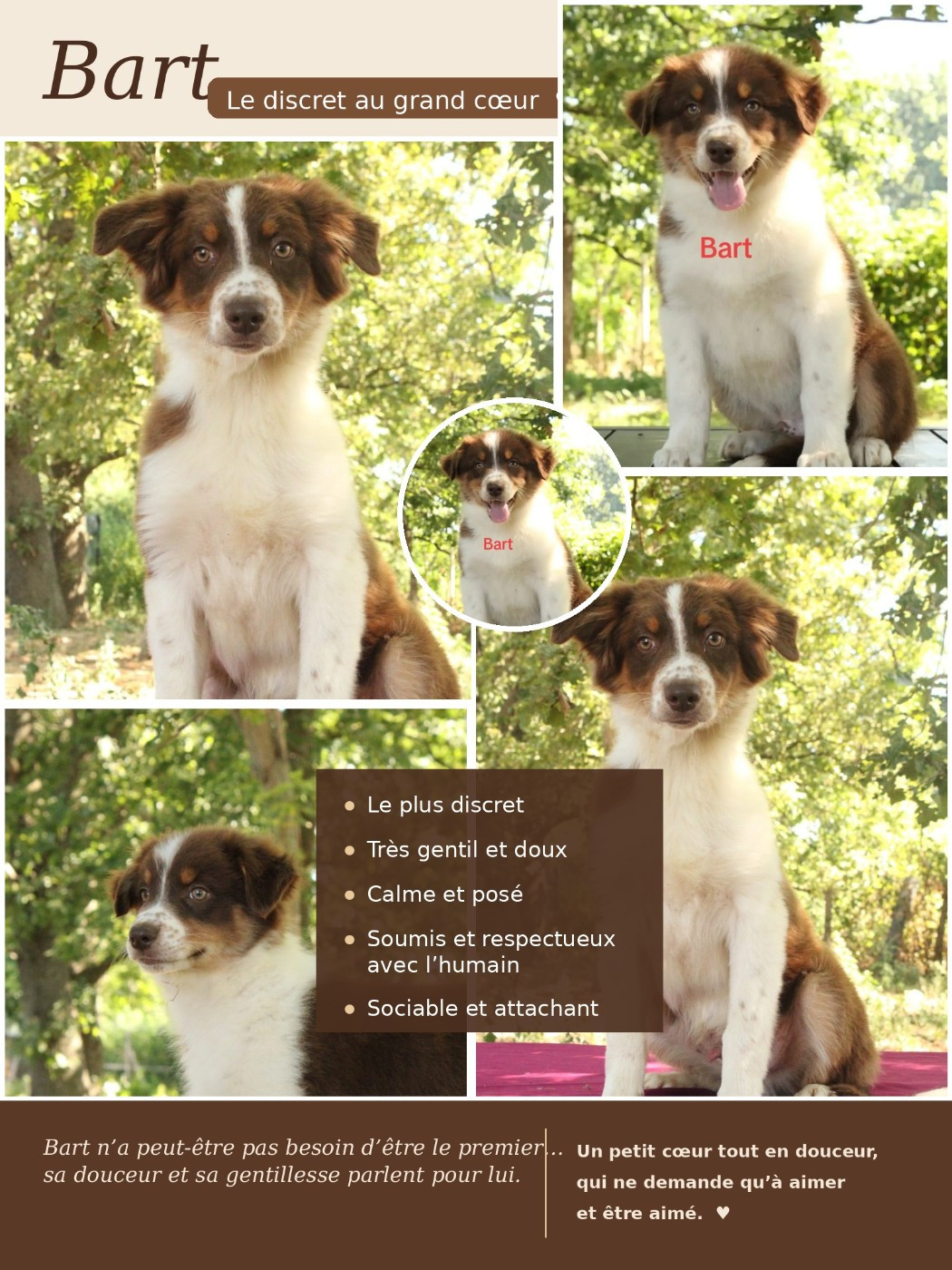 Du Domaine Du Clos Australien - Chiots disponibles - Berger Australien