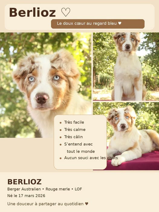 Du Domaine Du Clos Australien - Chiots disponibles - Berger Australien
