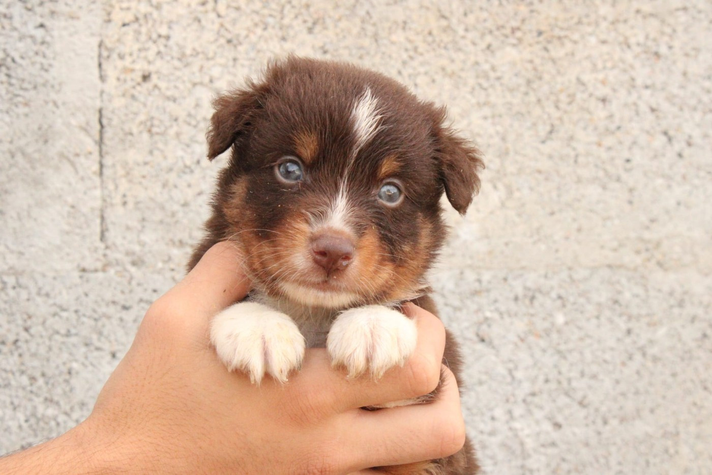 Du Domaine Du Clos Australien - Chiots disponibles - Berger Américain Miniature 