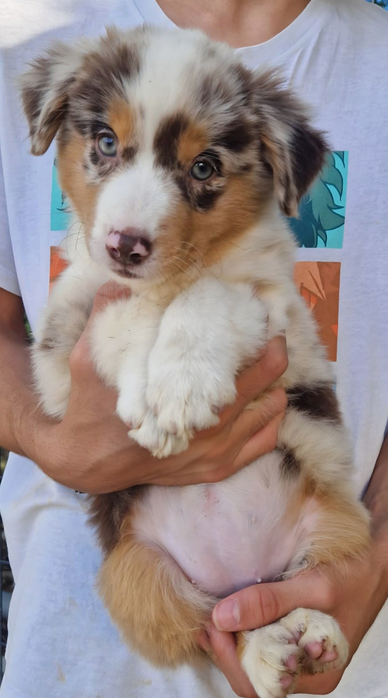 Du Domaine Du Clos Australien - Chiots disponibles - Berger Américain Miniature 