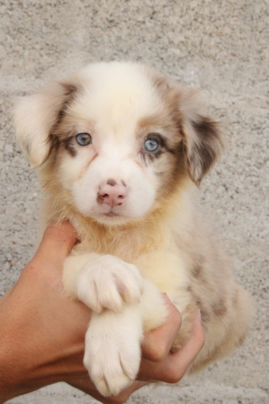 Du Domaine Du Clos Australien - Chiots disponibles - Berger Australien