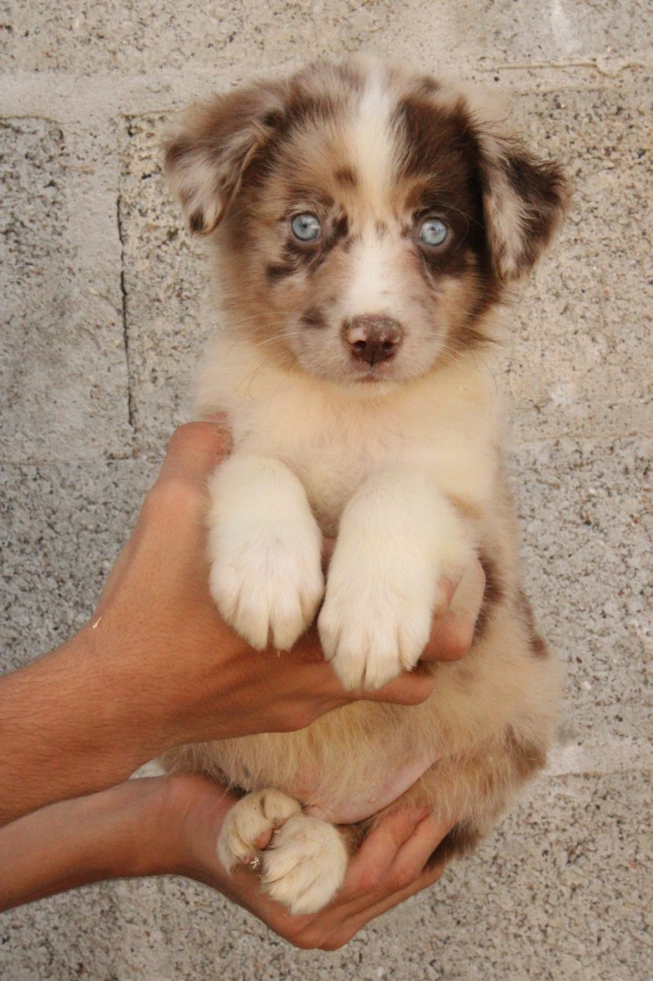 Du Domaine Du Clos Australien - Chiots disponibles - Berger Australien