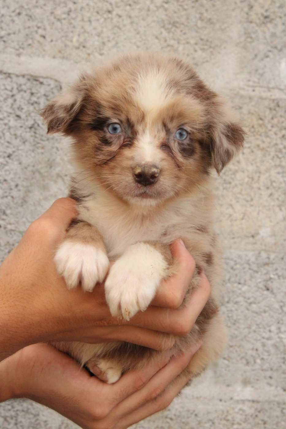 Du Domaine Du Clos Australien - Chiots disponibles - Berger Australien