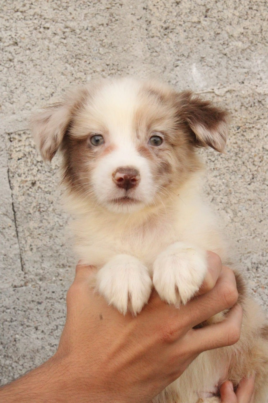 Du Domaine Du Clos Australien - Chiots disponibles - Berger Australien