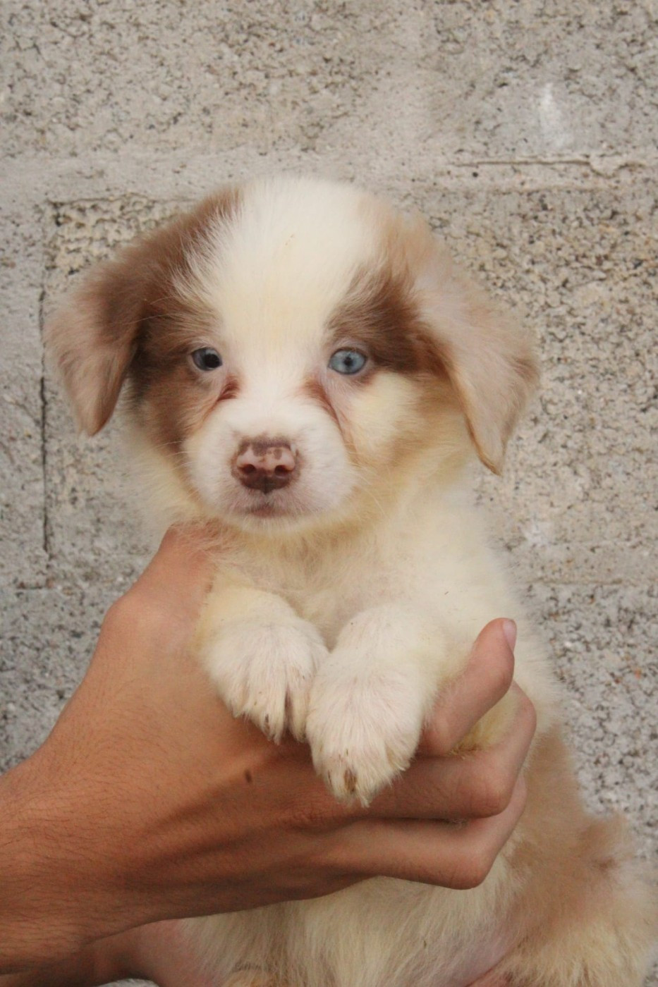 Du Domaine Du Clos Australien - Chiots disponibles - Berger Australien