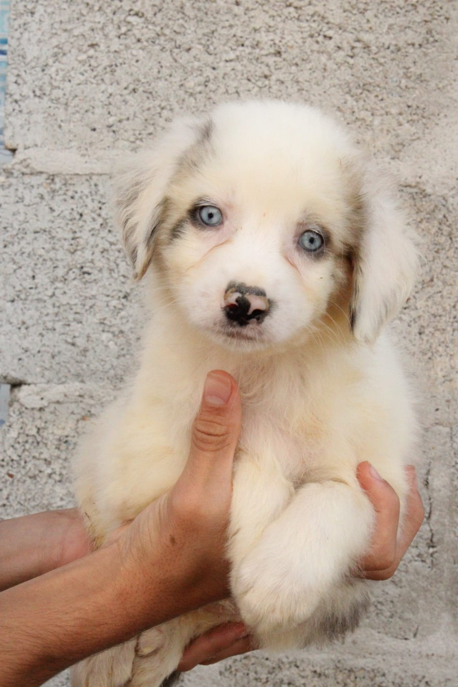 Du Domaine Du Clos Australien - Chiots disponibles - Berger Australien