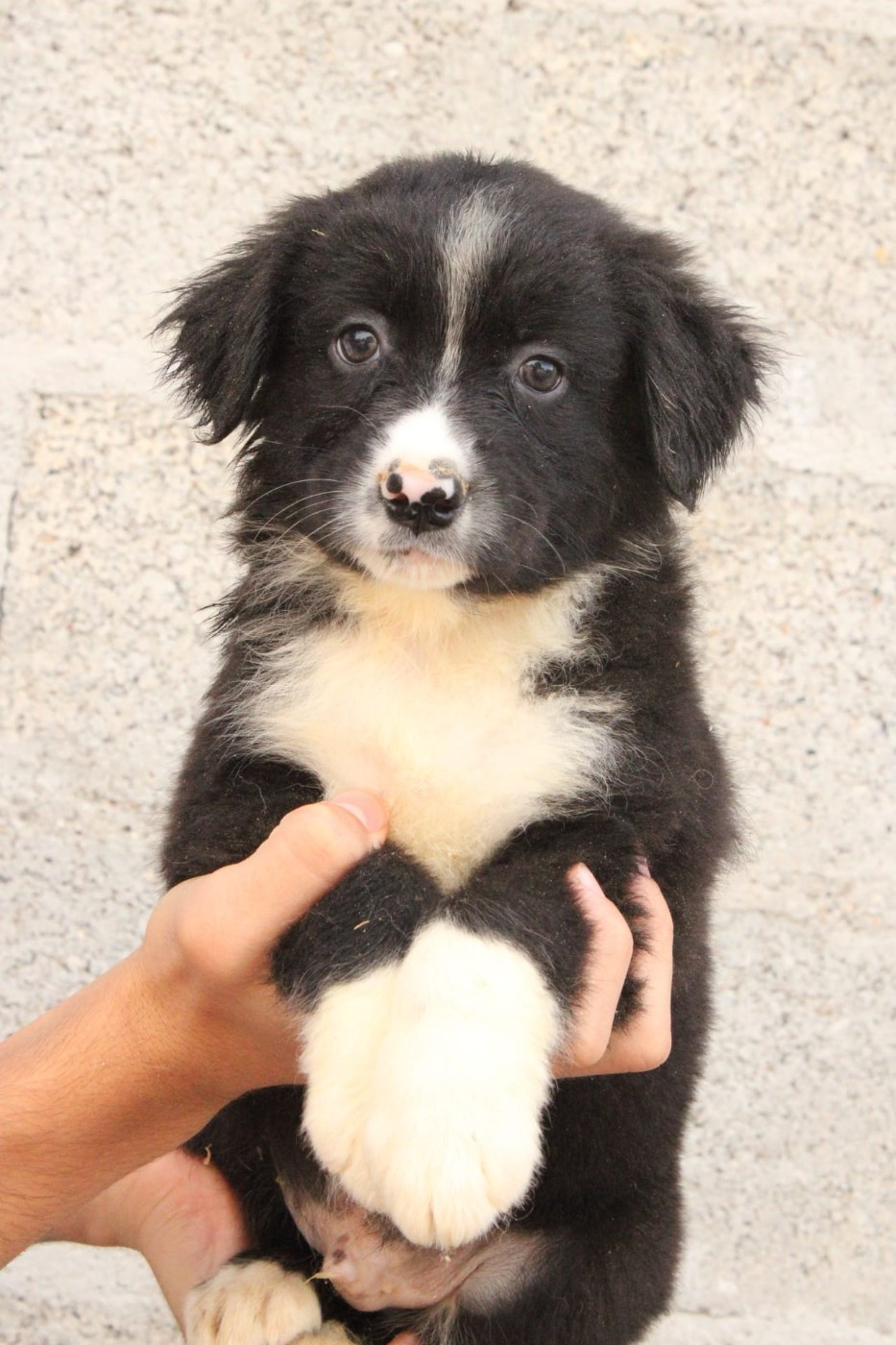 Du Domaine Du Clos Australien - Chiots disponibles - Berger Australien