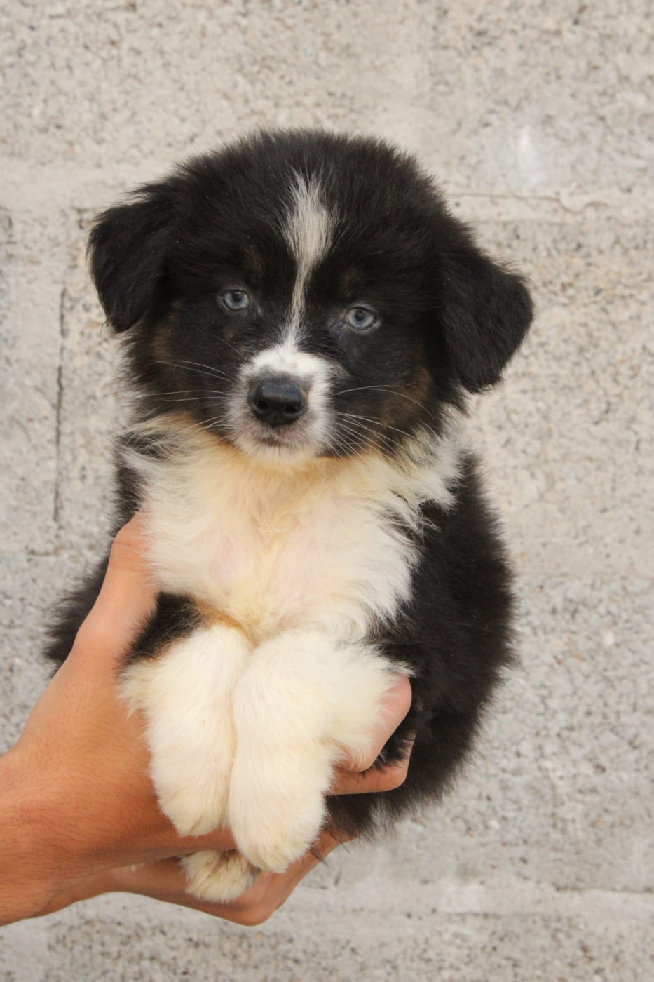 Du Domaine Du Clos Australien - Chiots disponibles - Berger Australien