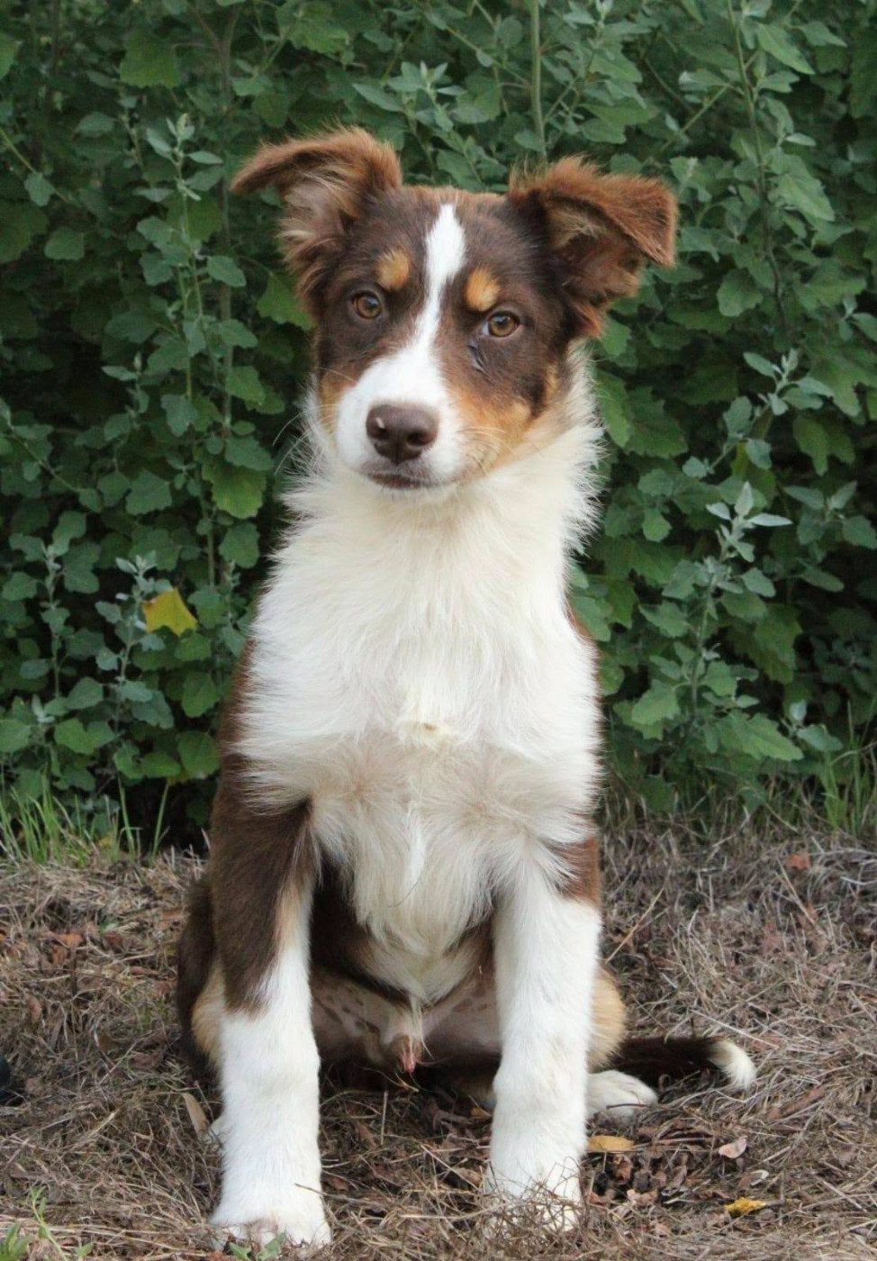 Du Domaine Du Clos Australien - Chiots disponibles - Berger Australien