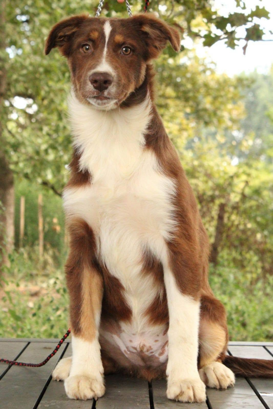 Du Domaine Du Clos Australien - Chiots disponibles - Berger Australien