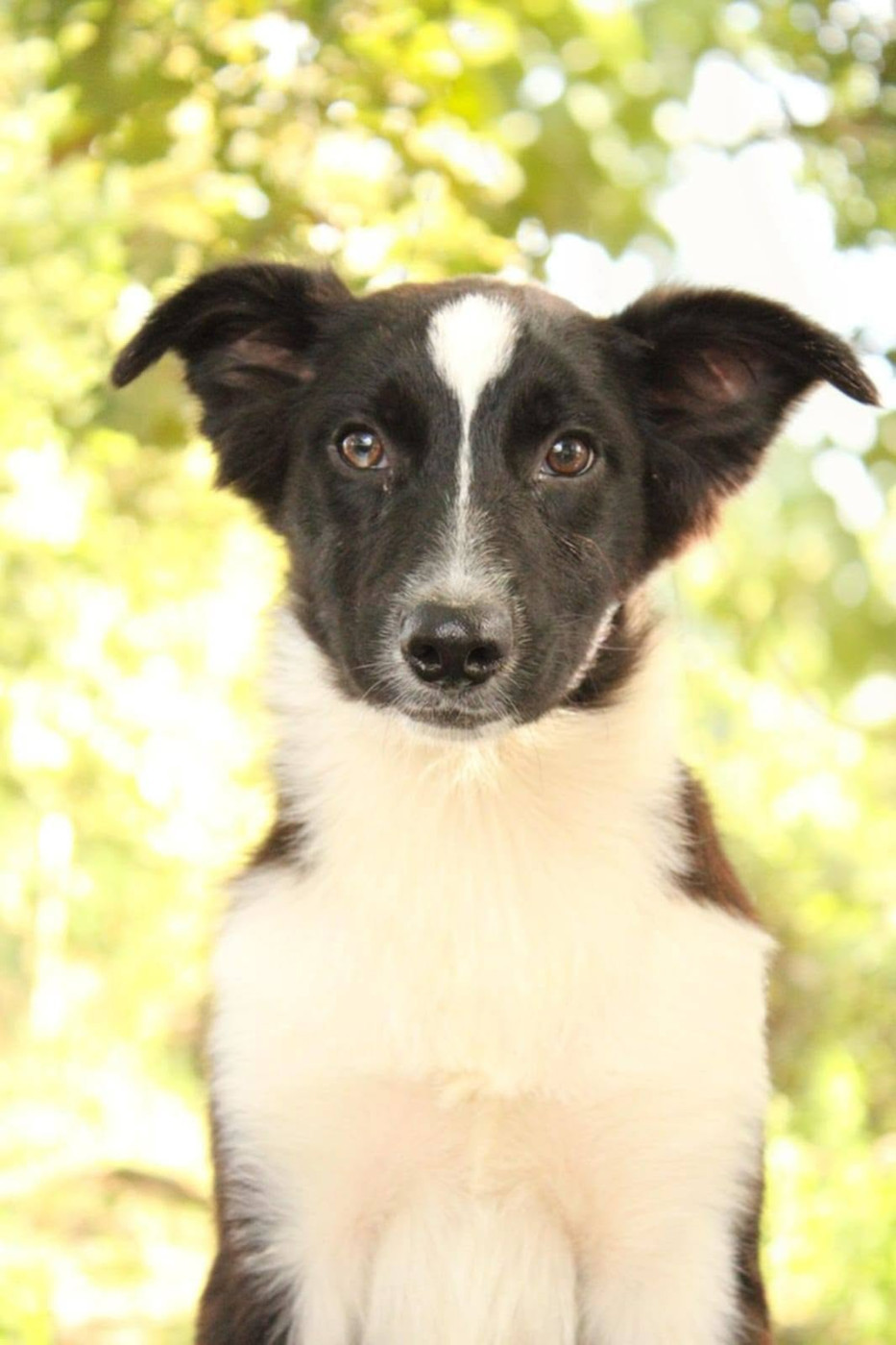 Du Domaine Du Clos Australien - Chiots disponibles - Berger Australien