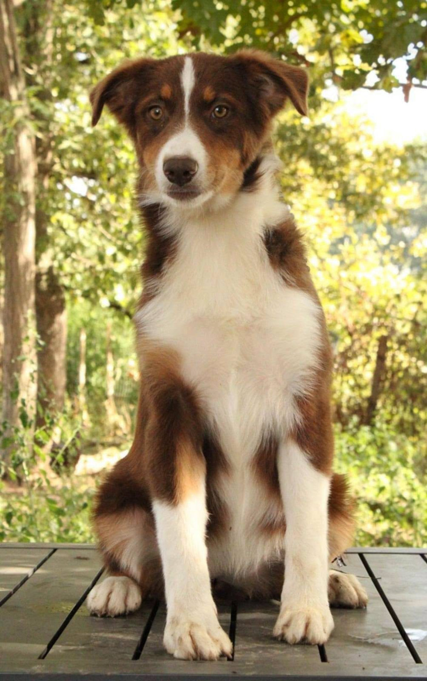 Du Domaine Du Clos Australien - Chiots disponibles - Berger Australien