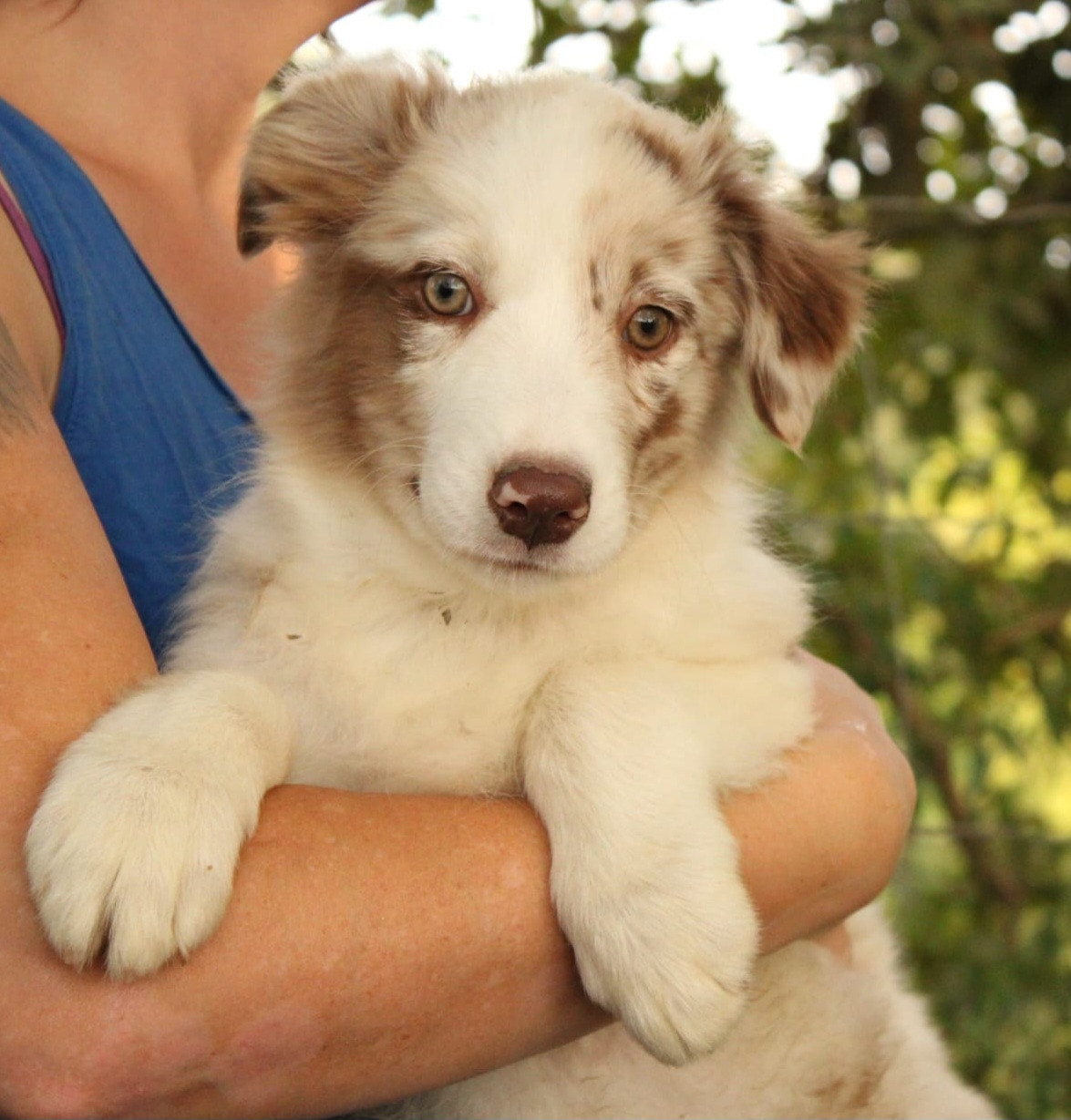 Du Domaine Du Clos Australien - Chiots disponibles - Berger Australien