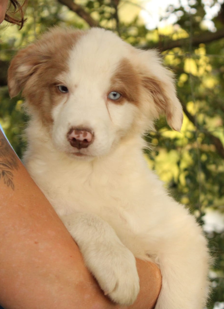 Du Domaine Du Clos Australien - Chiots disponibles - Berger Australien