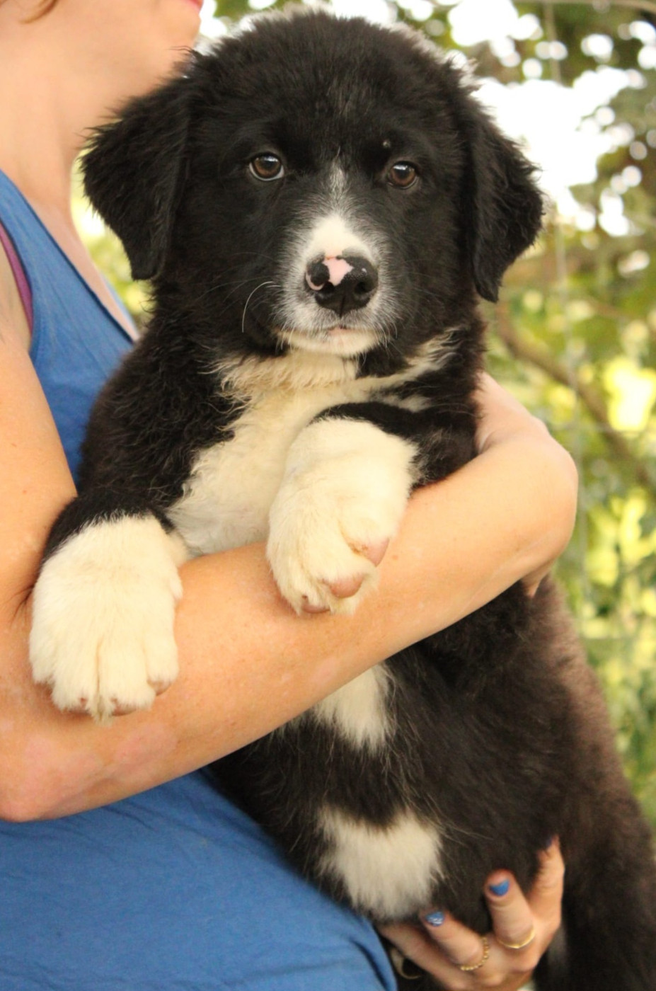 Du Domaine Du Clos Australien - Chiots disponibles - Berger Australien