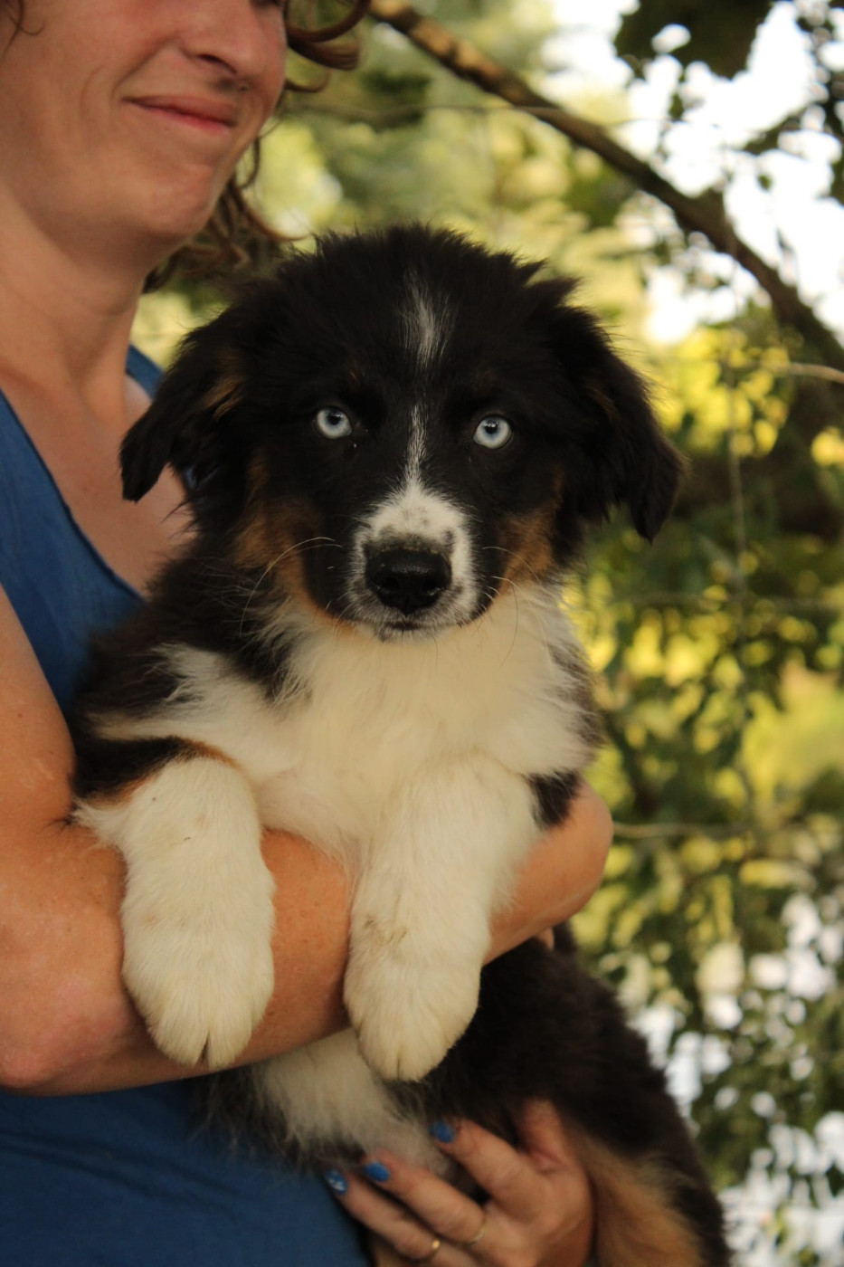 Du Domaine Du Clos Australien - Chiots disponibles - Berger Australien