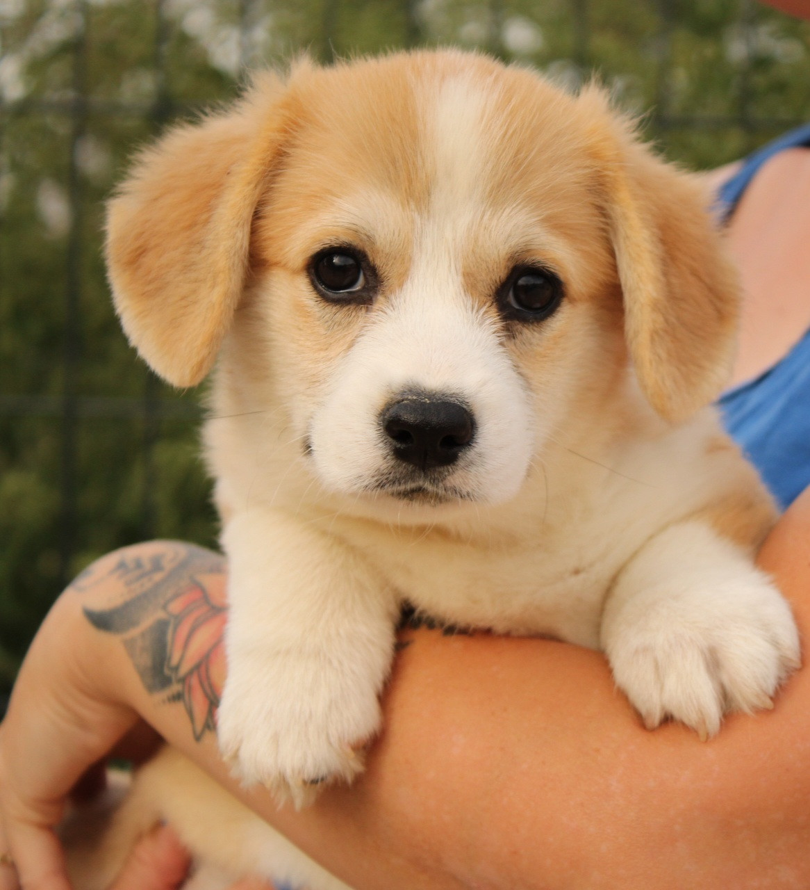 Du Domaine Du Clos Australien - Chiots disponibles - Welsh Corgi Pembroke