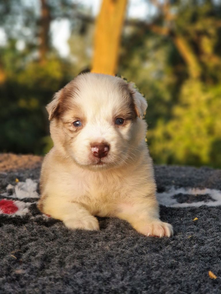 Du Domaine Du Clos Australien - Chiots disponibles - Berger Australien