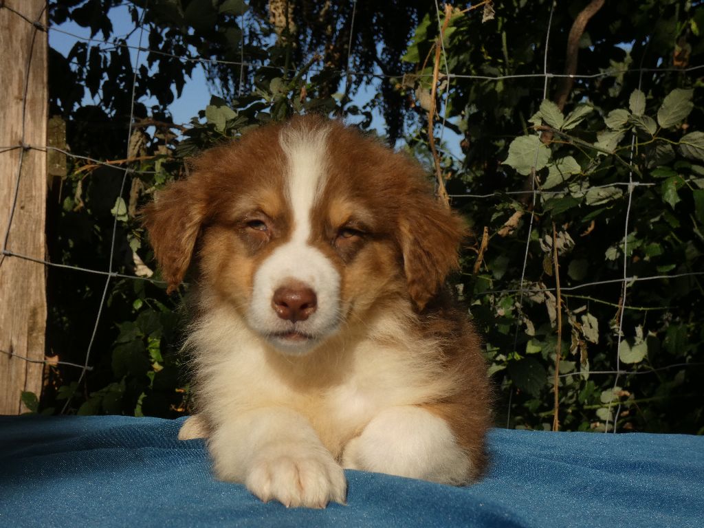 Du Domaine Du Clos Australien - Chiots disponibles - Berger Australien