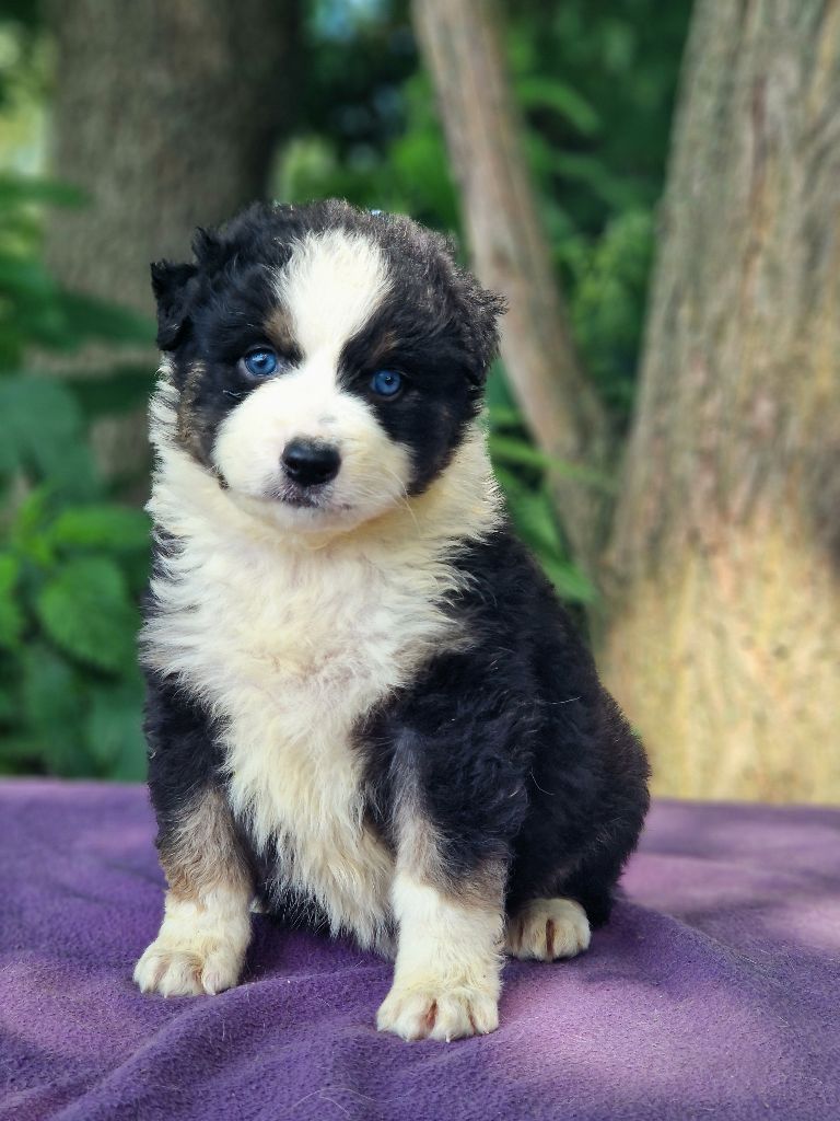 Du Domaine Du Clos Australien - Chiots disponibles - Berger Australien