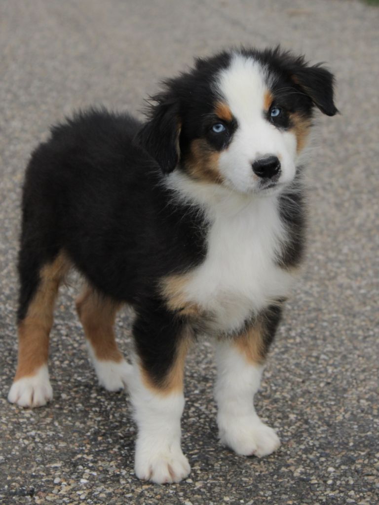 Du Domaine Du Clos Australien - Chiots disponibles - Berger Australien