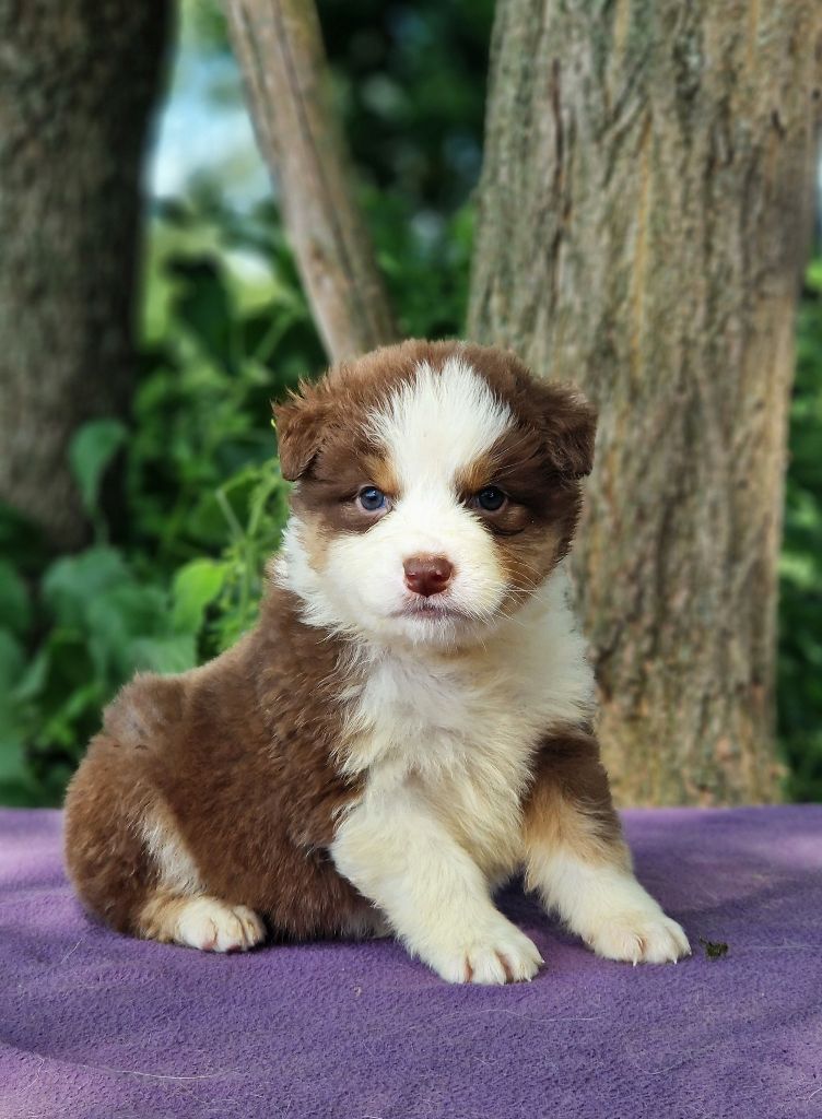 Du Domaine Du Clos Australien - Chiots disponibles - Berger Australien