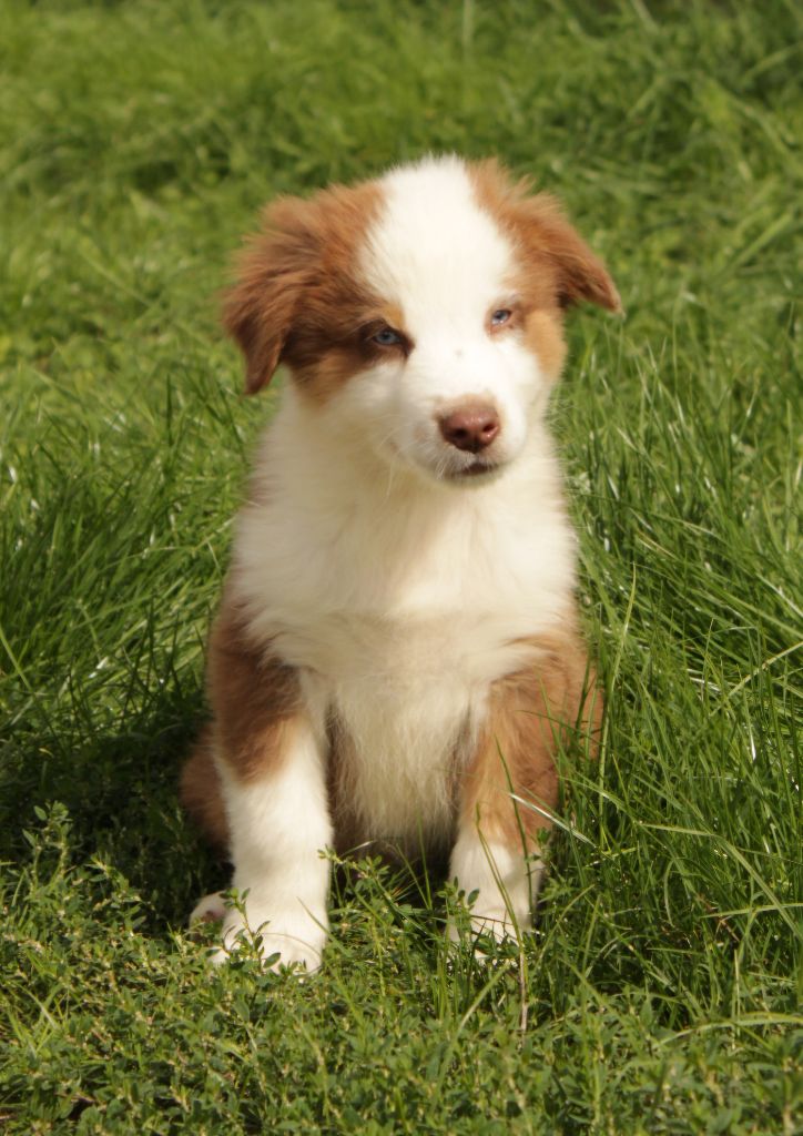 Du Domaine Du Clos Australien - Chiots disponibles - Berger Australien