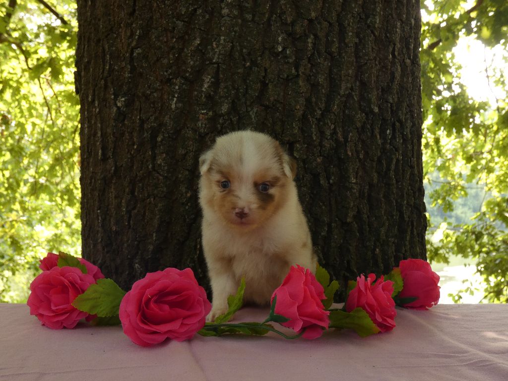 Du Domaine Du Clos Australien - Chiots disponibles - Berger Australien