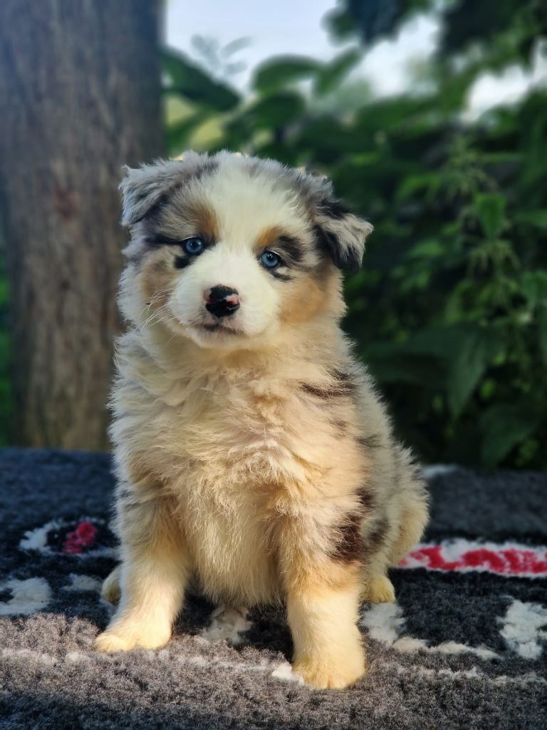 Du Domaine Du Clos Australien - Chiots disponibles - Berger Australien
