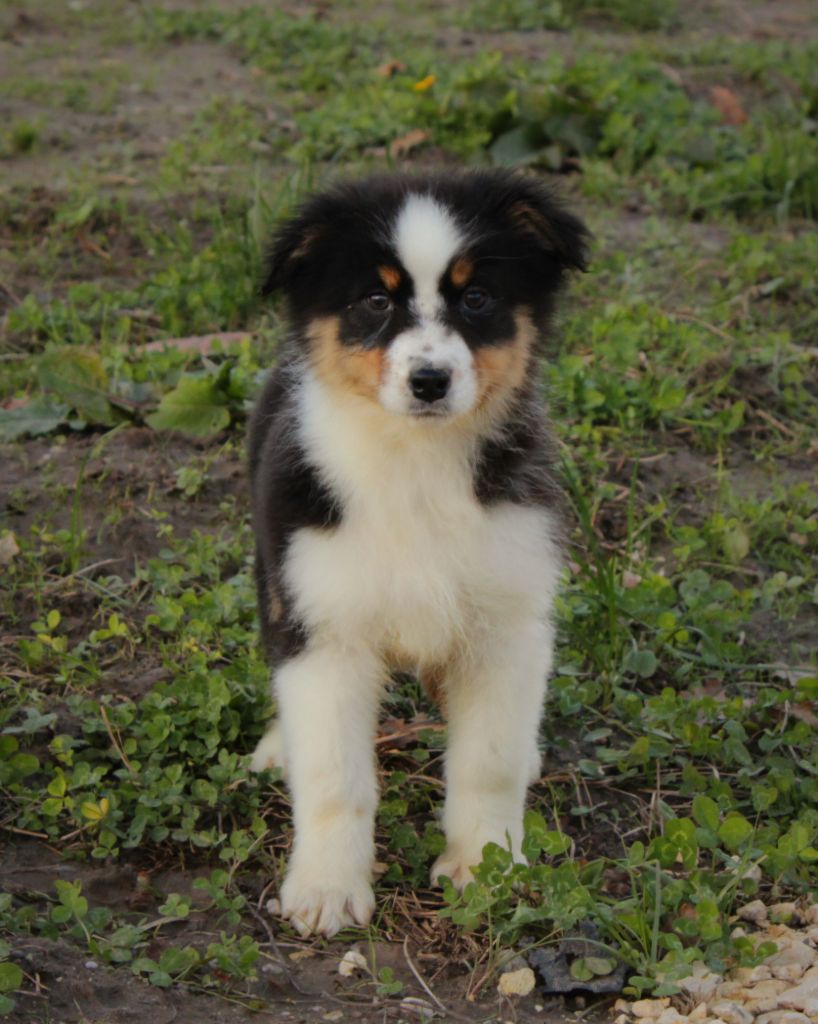 Du Domaine Du Clos Australien - Chiots disponibles - Berger Australien