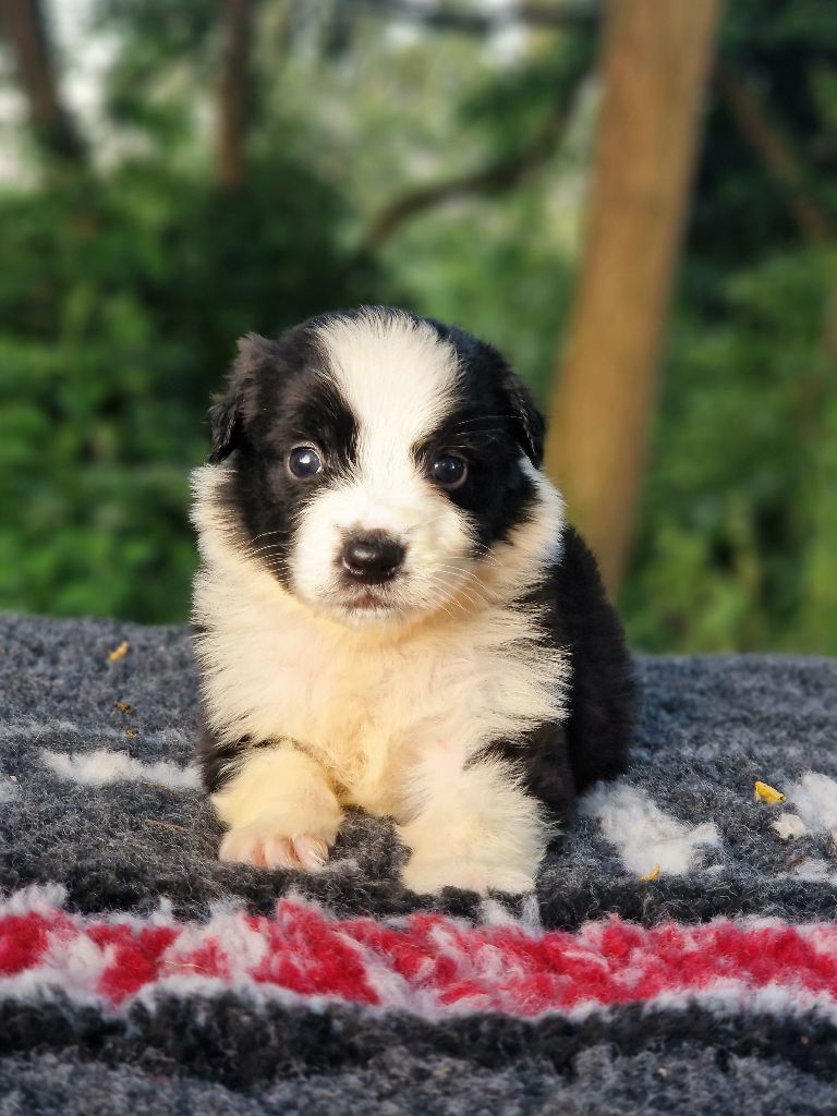 Du Domaine Du Clos Australien - Chiots disponibles - Berger Australien