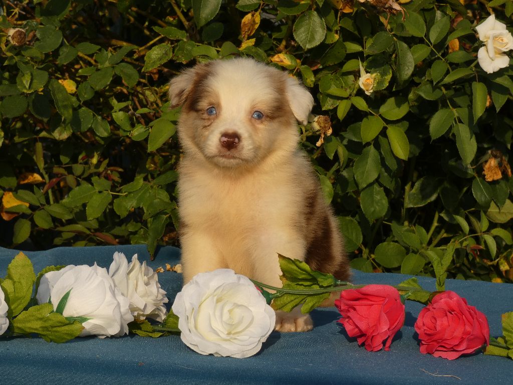 Du Domaine Du Clos Australien - Chiots disponibles - Berger Australien
