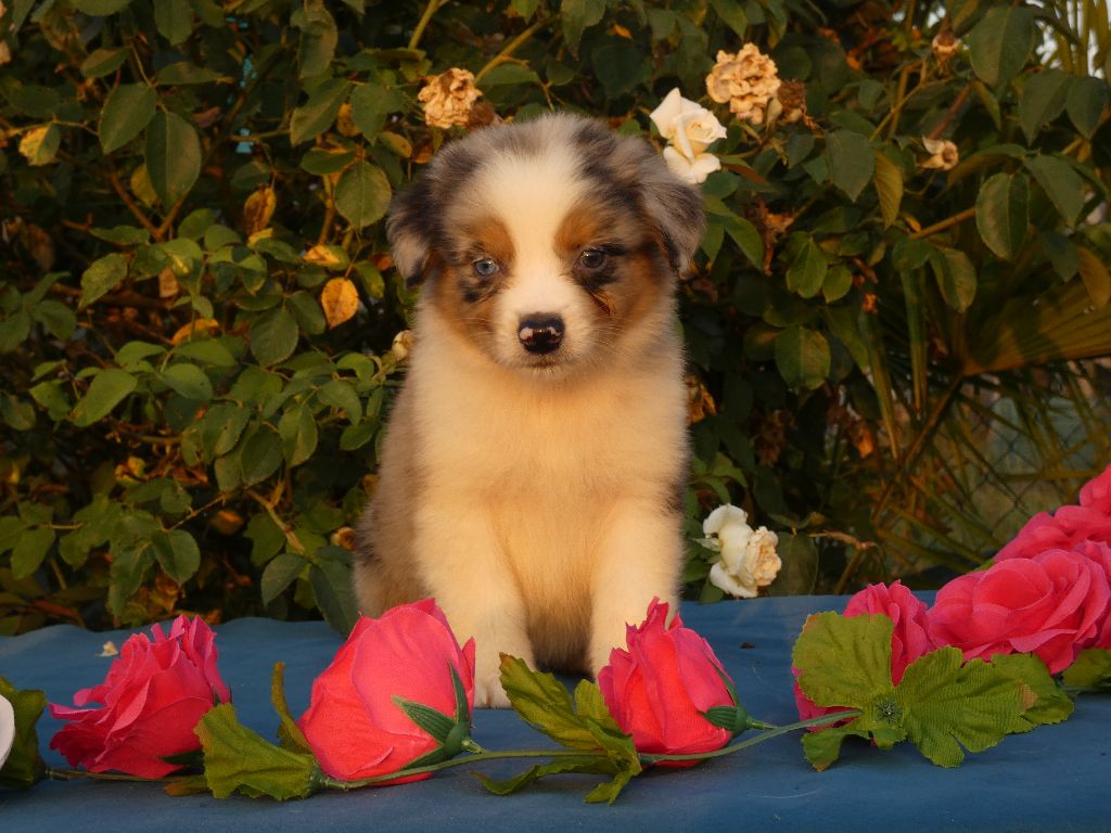 Du Domaine Du Clos Australien - Chiots disponibles - Berger Australien