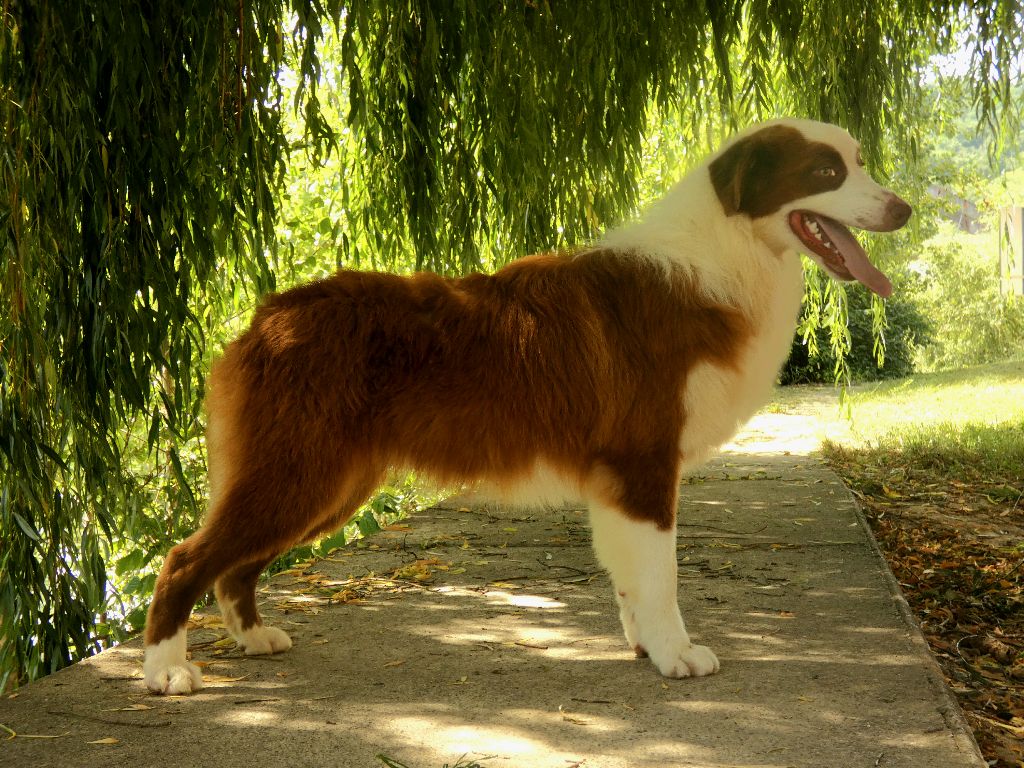 Du Domaine Du Clos Australien - Chiots disponibles - Berger Australien