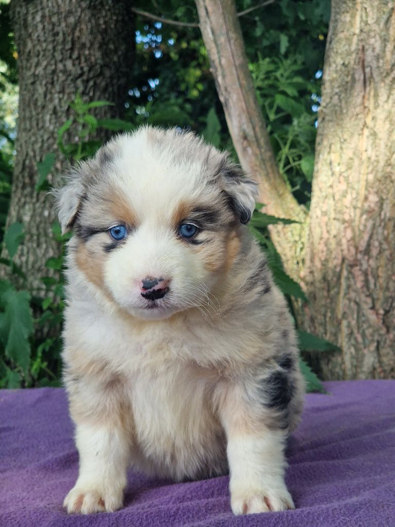 Du Domaine Du Clos Australien - Chiots disponibles - Berger Australien