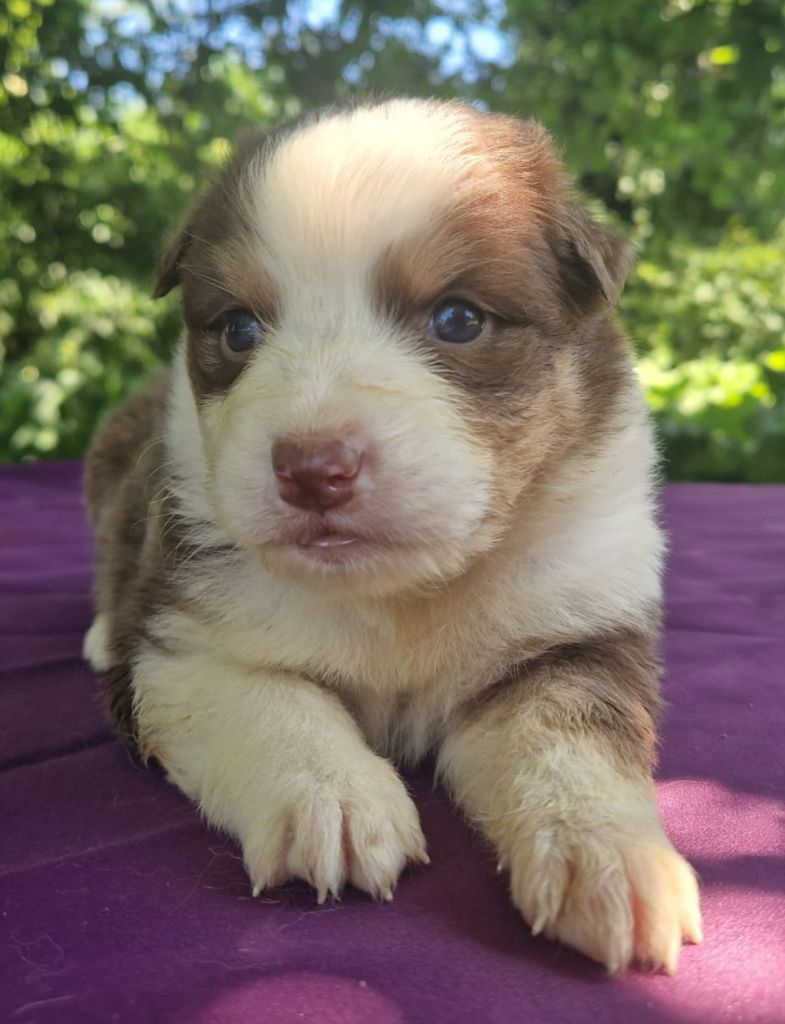 Du Domaine Du Clos Australien - Chiots disponibles - Berger Australien