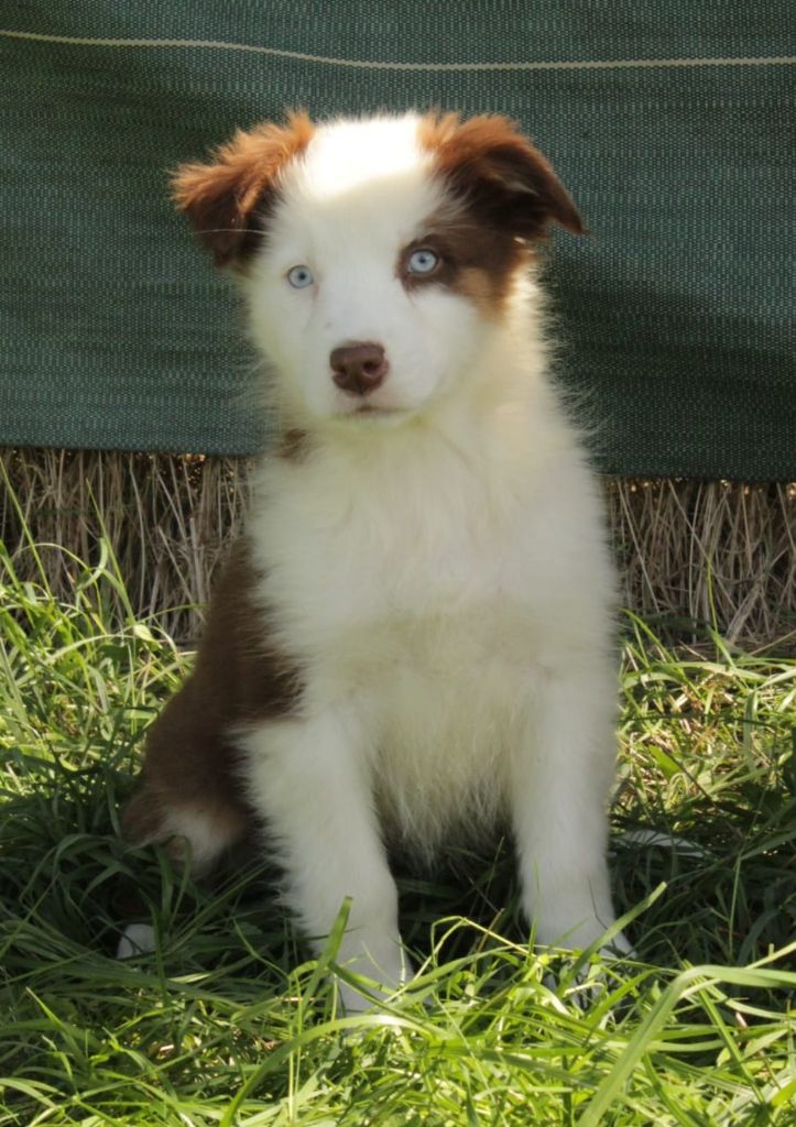 Du Domaine Du Clos Australien - Chiots disponibles - Berger Australien