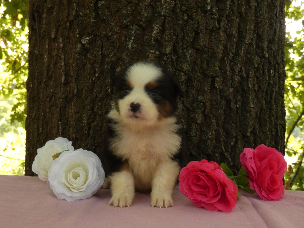 Du Domaine Du Clos Australien - Chiots disponibles - Berger Australien