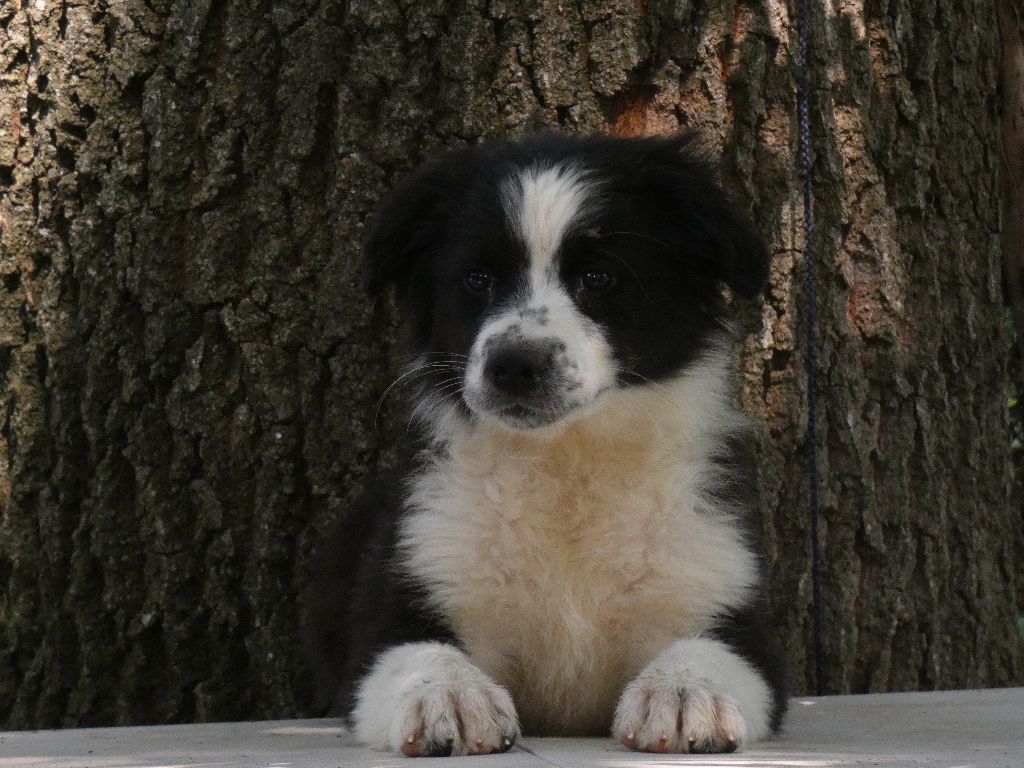 Du Domaine Du Clos Australien - Chiots disponibles - Berger Australien