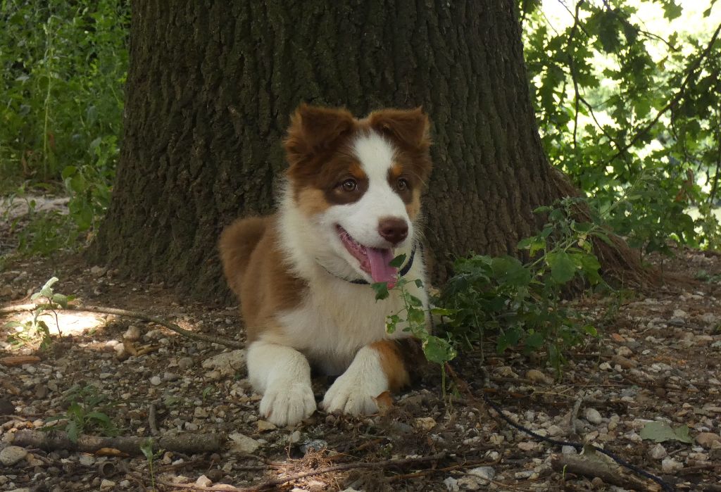 Du Domaine Du Clos Australien - Chiots disponibles - Berger Australien